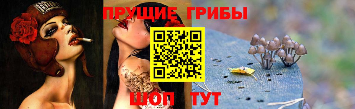 Псилоцибиновые грибы Psilocybe Киселёвск